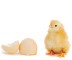 pollito2